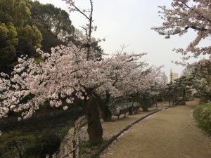 道後公園の桜