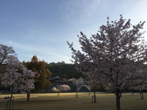 堀之内公園の桜