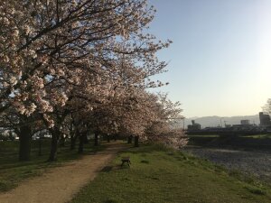 石手川公園の桜
