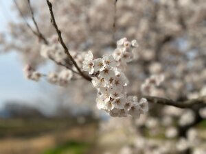 石手川公園の早咲き