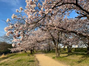 石手川公園の桜1