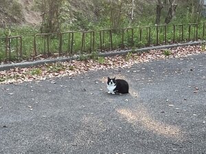 堀之内公園のネコ
