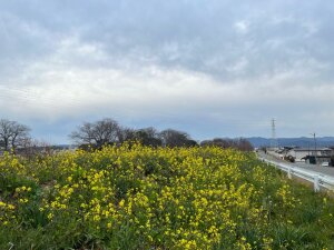 石手川の菜の花