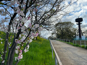 石手川公園の桜その1