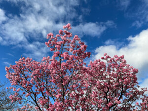 石手川公園の桜その2