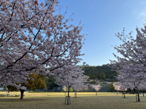 堀之内公園の桜