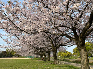 石手川河川敷の桜