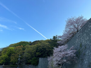 石垣の桜と飛行機雲