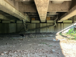 橋の下の2匹のネコ