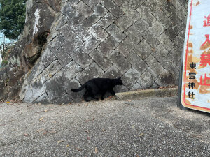 今日の黒ネコ