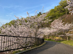 総合公園の桜