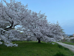 薄暮の桜