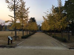 堀之内公園のイチョウ並木