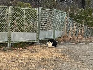 堀之内公園のネコ