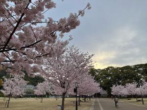 堀之内公園の桜