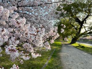 石手川公園の桜