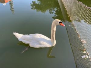 お堀の白鳥