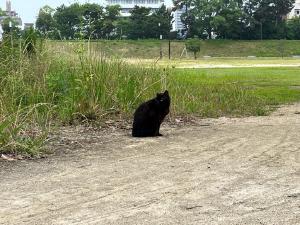 堀之内公園のネコ