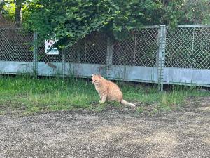 堀之内公園のネコ