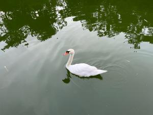 堀之内公園の白鳥