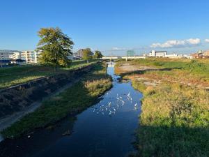 石手川の水鳥