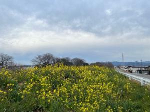 今日のネコと菜の花