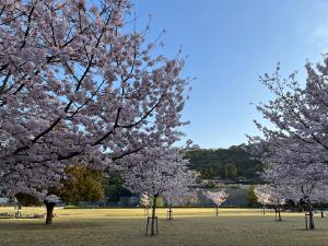 桜とお城