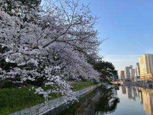 お堀端の桜