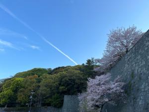 飛行機雲と桜