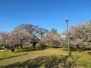 石手川公園の桜