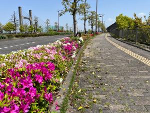 中央公園の歩道脇のツツジ