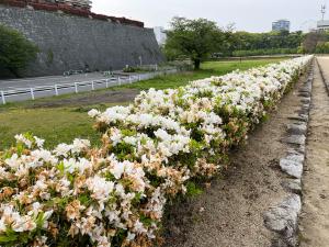 堀之内公園内のツツジ