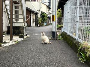 今日のネコ