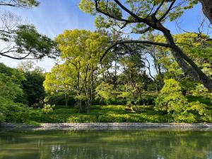 公園の新緑