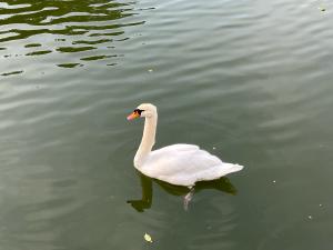 今日の白鳥