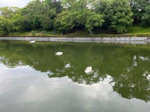 お堀の白鳥と水鳥