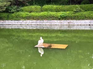 浮き板の上の白鳥