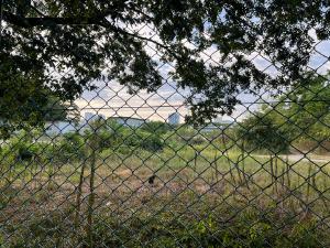 金網の向こうにネコ