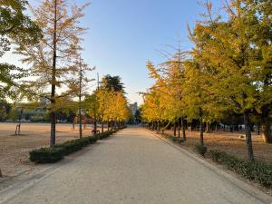 堀之内公園のイチョウ