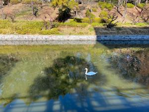 お堀の白鳥