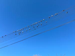 電線にたくさんのハト