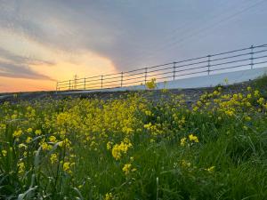 夕日と菜の花