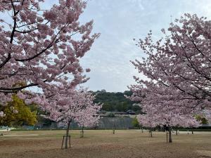 桜とお城