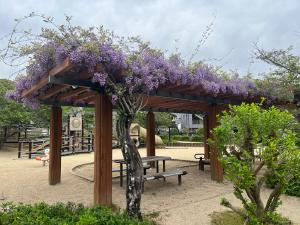 道後公園の藤棚