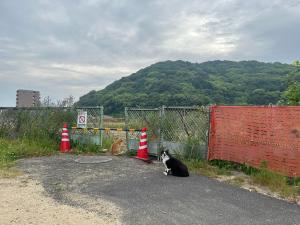 堀之内公園のネコ