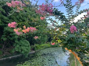 道後公園のサルスベリ