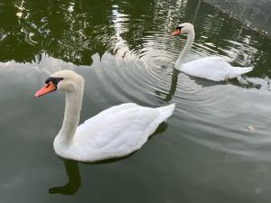 今日の白鳥