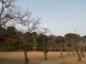 道後公園の朝の月