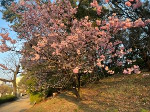 堀之内公園のツバキカンザクラ