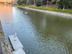 お堀の鳥